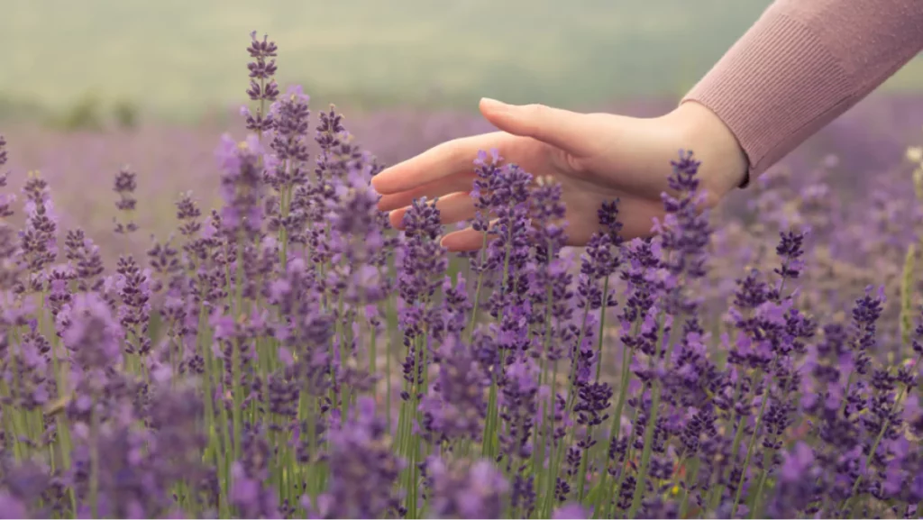 hand in a field of lavender 