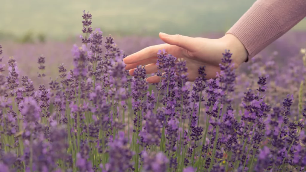 Important Lessons From Qnet'S Corporate Icon, Gandhi 2 hand in a field of lavender