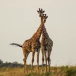QVI Vacay Limpopo South Africa Holiday Kruger National Park Giraffe