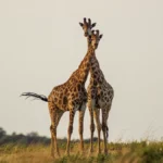 Limpopo South Africa Holiday Kruger National Park two Giraffes walking with eachother