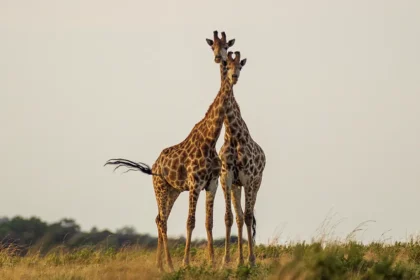 Limpopo South Africa Holiday Kruger National Park two Giraffes walking with eachother