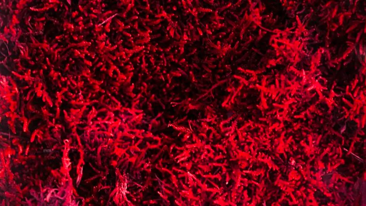 Everything You Need To Know About Prospark Toothpaste 2 Sea grass that is red in color due to astaxanthin, a primary ingredient in ProSpark toothpaste