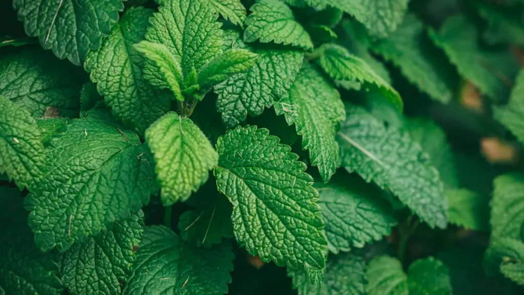 Everything You Need To Know About Prospark Toothpaste 4 Peppermint, a primary ingredient in ProSpark toothpaste