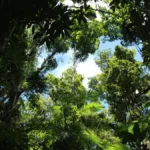 View of trees and sky from below, representing trees similar to what can be found in QNET Philippines' Green Legacy forest