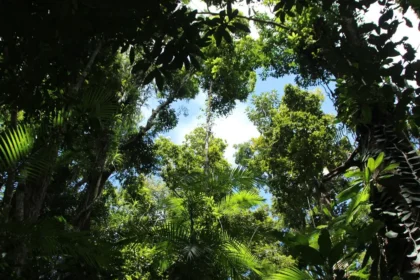 View of trees and sky from below, representing trees similar to what can be found in QNET Philippines' Green Legacy forest