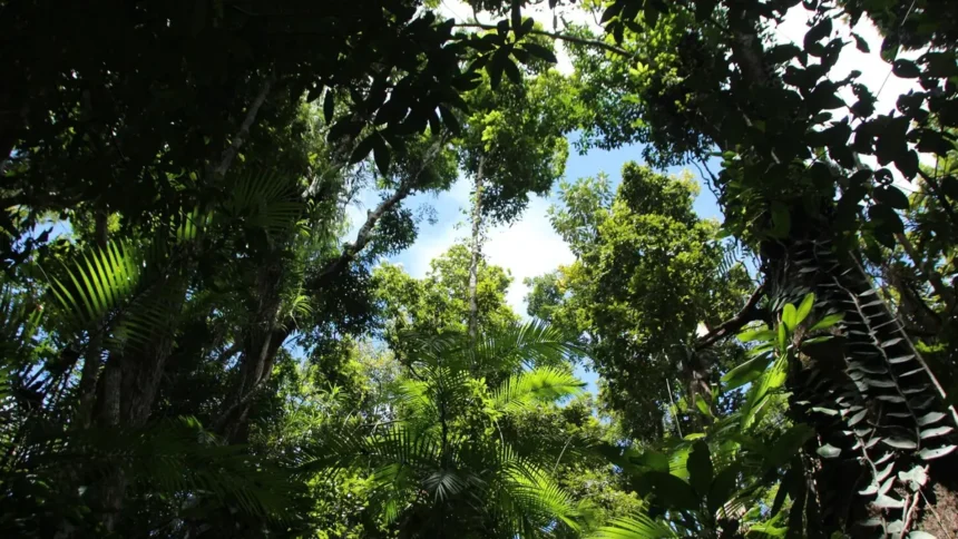 View of trees and sky from below, representing trees similar to what can be found in QNET Philippines' Green Legacy forest