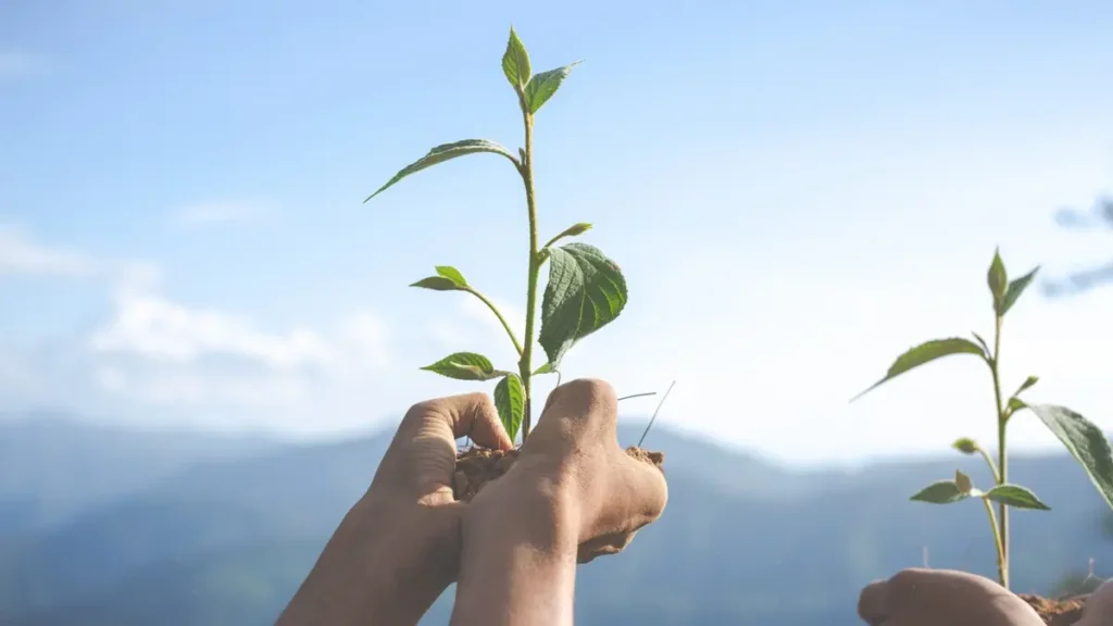 Championing Sustainability And Building A Green Legacy With Qnet 5 QBUZZ